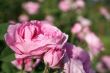 beautiful rose