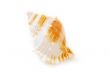 Seashell