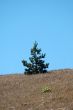 a pine and a hillside