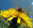 bee on flower