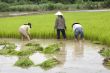 Work on the rice field, Laos