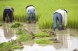 Work on the rice field, Laos
