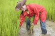 Work on the rice field, Laos