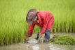 Work on the rice field, Laos