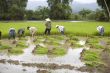 Work on the rice field, Laos