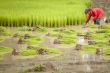 Work on the rice field, Laos
