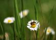 close up shot with chamomiles and bee. Shallow DOF