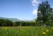tranquil rural scene with meadow and mountains