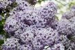 Lilac Bush