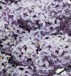 Lilac Background