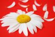 Chamomile