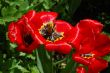 Red tulips