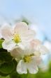 Apple tree