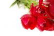 Red tulips