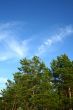 Pinetree
