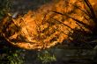 forest in fire