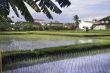 Indonesian village