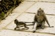 monkey family