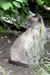 siamese cat