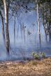 After the forest fire