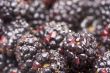 Macro Blackberries with Water Drops