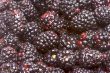 Macro Blackberries with Water Drops
