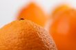 Clementine Oranges