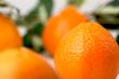 Clementine Oranges