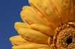 close up shot of yellow gerbera daisy