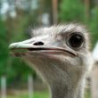 Attentive ostrich