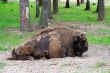 Aurochs
