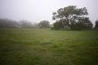 Foggy Countryside and Oak Trees