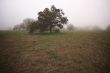 Foggy Countryside and Oak Trees