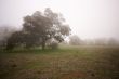 Foggy Countryside and Oak Trees