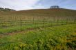 Vineyard Hillside and Trees