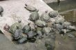 Tortoises