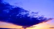 Dark-blue bird.