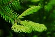 Young branch of fir tree.