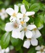 rambling rose flowers