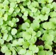 lettuce seedlings