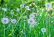 Dandelions among grasses