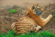 Big tiger