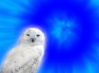 Snowy owl