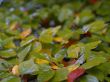 autumnal foliage