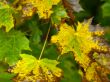 autumnal foliage