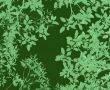 gum leaves backdrop
