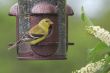 Goldfinch at Bird Feeder