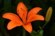 Orange Lily on Black
