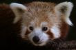 Red Panda Close-up