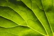 Macro Backlit Large Leaf